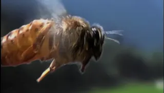 « VIS COMME UNE ABEILLE » Musée des Papillons — visuel 9